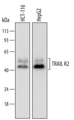 Invitrogen TRAIL-R2 (DR5) Monoclonal Antibody (603307) 100 &mu;g | Buy Online | Invitrogen&trade; | Fisher Scientific