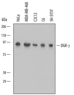 Invitrogen DGKG Monoclonal Antibody (613531) 100 &mu;g; Unconjugated:Antibodies,