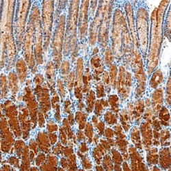 Invitrogen GKN1 Monoclonal Antibody (665701) 100 &mu;g; Unconjugated:Antibodies,