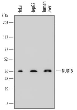 Invitrogen NUDT5 Monoclonal Antibody (739044) 100 &mu;g; Unconjugated:Antibodies,