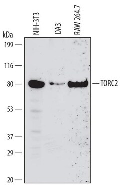 Invitrogen TORC2 Monoclonal Antibody (632307) 100 &mu;g; Unconjugated:Antibodies,