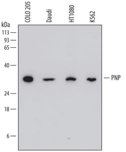 Invitrogen PNP Monoclonal Antibody (773511) 100 &mu;g; Unconjugated:Antibodies,