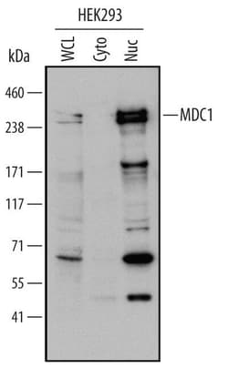 Invitrogen MDC1 Monoclonal Antibody (398636) 100 &mu;g; Unconjugated:Antibodies,