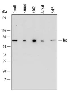 Invitrogen TEC Monoclonal Antibody (663921) 100 &mu;g; Unconjugated:Antikörper