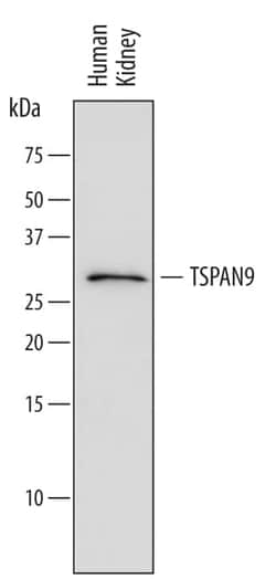 Invitrogen TSPAN9 Monoclonal Antibody (590409) 100 &mu;g; Unconjugated:Antibodies,