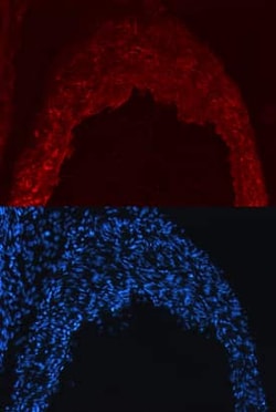 Invitrogen Nogo-B Monoclonal Antibody (523808) 100 &mu;g; Unconjugated:Antibodies,