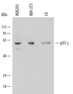 Invitrogen PI3K p55 gamma Monoclonal Antibody (668619) 100 &mu;g; Unconjugated:Antibodies,