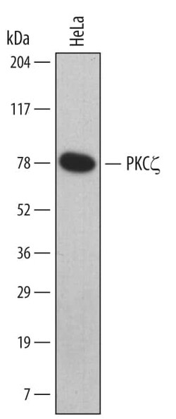 Invitrogen PKC zeta Monoclonal Antibody (453513) 100 &mu;g; Unconjugated:Antibodies,
