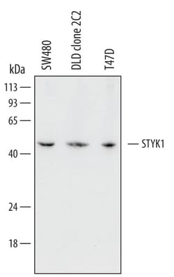 Invitrogen STYK1 Monoclonal Antibody (484713) 100 &mu;g; Unconjugated:Antibodies,