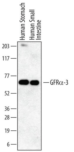 Invitrogen GFR alpha-3 Monoclonal Antibody (111004) 500 &mu;g; Unconjugated:Antibodies,