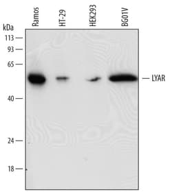 Invitrogen LYAR Monoclonal Antibody (735838) 100 &mu;g; Unconjugated:Antikörper