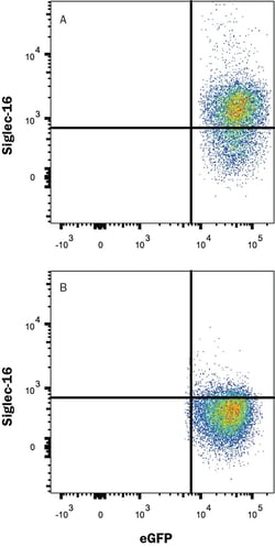 Invitrogen SIGLEC16 Monoclonal Antibody (706045) 100 &mu;g; Unconjugated:Antibodies,