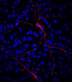 Invitrogen VGAT Monoclonal Antibody (731307) 100 &mu;g; Unconjugated:Antikörper