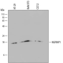 Invitrogen NADE Monoclonal Antibody (672911) 100 &mu;g; Unconjugated:Antibodies,