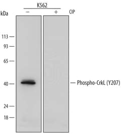 Invitrogen Phospho-CrkL (Tyr207) Monoclonal Antibody (668915) 100 &mu;g;