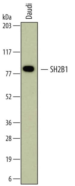 Invitrogen SH2B1 Monoclonal Antibody (700320) 100 &mu;g; Unconjugated:Antibodies,