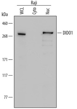 Invitrogen DATF1 Monoclonal Antibody (734823) 100 &mu;g; Unconjugated:Antibodies,