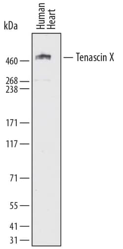 Invitrogen TNXB Monoclonal Antibody (766842) 100 &mu;g; Unconjugated:Antibodies,