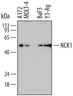 Invitrogen NCK1 Monoclonal Antibody (714506) 100 &mu;g; Unconjugated:Antibodies,