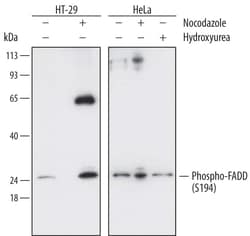 Invitrogen Phospho-FADD (Ser194) Monoclonal Antibody (709736) 100 &mu;g;