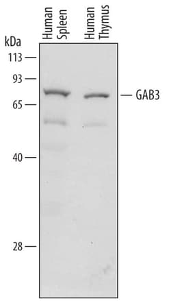 Invitrogen GAB3 Monoclonal Antibody (720306) 100 &mu;g; Unconjugated:Antibodies,