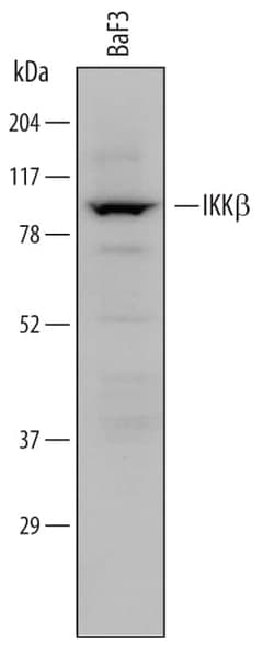 Invitrogen IKK beta Monoclonal Antibody (725818) 100 &mu;g; Unconjugated:Antikörper