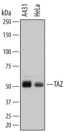 Invitrogen WWTR1 Monoclonal Antibody (672027) 100 &mu;g; Unconjugated:Antibodies,