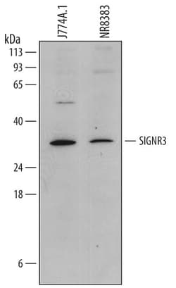 Invitrogen DC-SIGN Monoclonal Antibody (728804) 100 &mu;g; Unconjugated:Antibodies,