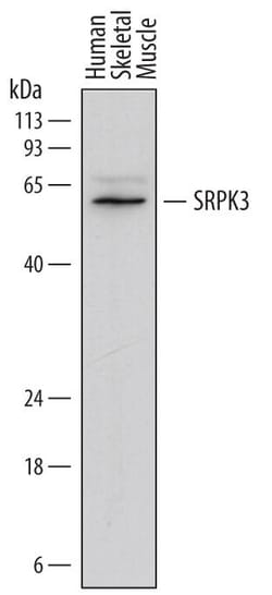 Invitrogen SRPK3 Monoclonal Antibody (722516) 100 &mu;g; Unconjugated:Antibodies,