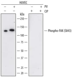 Invitrogen Phospho-FAK (Ser843) Monoclonal Antibody (743101) 100 &mu;g;