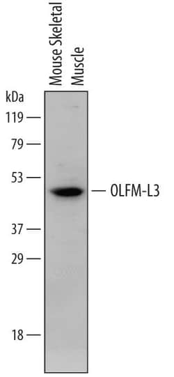 Invitrogen OLFML3 Monoclonal Antibody (740404) 100 &mu;g; Unconjugated:Antibodies,
