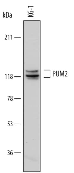 Invitrogen PUM2 Monoclonal Antibody (740610) 100 &mu;g; Unconjugated:Antibodies,
