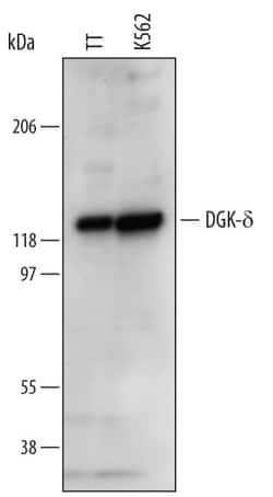 Invitrogen DGKD Monoclonal Antibody (625423) 100 &mu;g; Unconjugated:Antibodies,