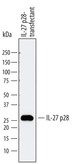 Invitrogen IL-27 p28 Monoclonal Antibody (744015) 100 &mu;g; Unconjugated:Antibodies,