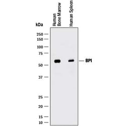 Invitrogen BPI Monoclonal Antibody (971526) 100 &mu;g; Unconjugated:Antibodies,