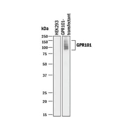 Invitrogen GPR101 Monoclonal Antibody (909603) 100 &mu;g; Unconjugated:Antibodies,