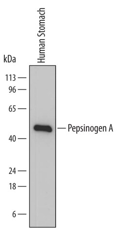 Invitrogen Pepsinogen I Monoclonal Antibody (762015) 100 &mu;g; Unconjugated:Antibodies,