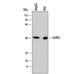 Invitrogen TXNL2 Monoclonal Antibody (791431) 100 &mu;g; Unconjugated:Antibodies,