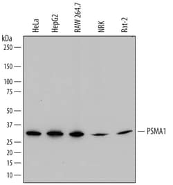 Invitrogen PSMA1 Monoclonal Antibody (785019) 100 &mu;g; Unconjugated:Antibodies,