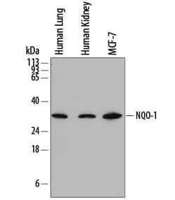 Invitrogen NQO1 Monoclonal Antibody (844142) 100 &mu;g; Unconjugated:Antikörper
