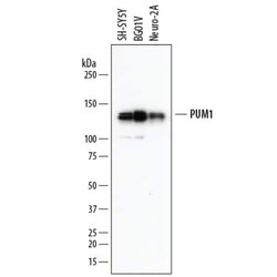 Invitrogen PUM1 Monoclonal Antibody (856332) 100 &mu;g; Unconjugated:Antibodies,