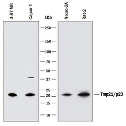 Invitrogen TMP21 Monoclonal Antibody (805125) 100 &mu;g; Unconjugated:Antibodies,