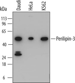 Invitrogen TIP47 Monoclonal Antibody (779103) 100 &mu;g; Unconjugated:Antibodies,