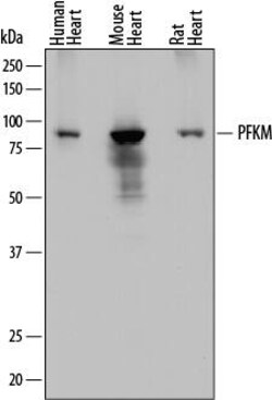 Invitrogen PFKM Monoclonal Antibody (842735) 100 &mu;g; Unconjugated:Antibodies,