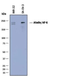Invitrogen Afadin Monoclonal Antibody (851204) 100 &mu;g; Unconjugated:Antibodies,