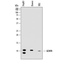 Invitrogen&trade;&nbsp;GCHFR Monoclonal Antibody (846011)