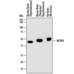 Invitrogen MCHR1 Monoclonal Antibody (851047) 100 &mu;g; Unconjugated:Antibodies,