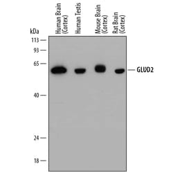 Invitrogen GluD1/GluD2 Monoclonal Antibody (848209) 100 &mu;g; Unconjugated:Antibodies,