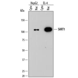 Invitrogen SART1 Monoclonal Antibody (865709) 100 &mu;g; Unconjugated:Antibodies,