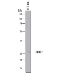Invitrogen HOXB7 Monoclonal Antibody (864617) 100 &mu;g; Unconjugated:Antikörper